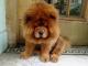 Chinese Foo  dog