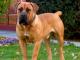 African Boerboel dog