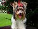 Biewer Terrier dog