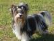 Biewer Terrier dog