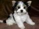 Biewer Terrier dog