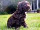 Cockapoo dog