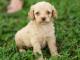 Cockapoo dog