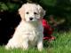 Cockapoo dog