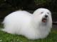 Coton De Tulear dog