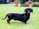Dachshund - Smooth dog