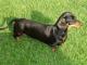 Dachshund - Smooth dog