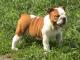 English Bulldog dog