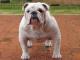 English Bulldog dog
