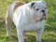 English Bulldog dog