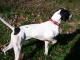 English Pointer dog