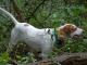 English Pointer dog