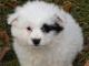 Eska-Poo - Eskapoo dog