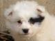 Eska-Poo - Eskapoo dog