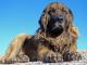 Estrela Mountain  dog