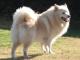 Finnish Lapphund dog