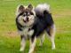 Finnish Lapphund dog