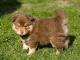 Finnish Lapphund dog