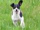 Fox Terrier Toy dog
