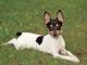 Fox Terrier Toy dog