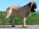 English Mastiff dog