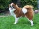 Elo dog