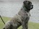 American Mastiff dog