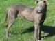 Blue Lacy dog