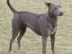 Blue Lacy dog