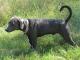 Blue Lacy dog