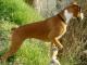 Boxer  dog