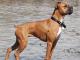Boxer  dog