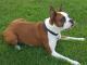 Boxer  dog