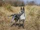 German Coolie dog