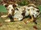 German Coolie dog