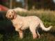 Italian Spinone dog