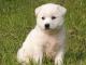 Jindo dog