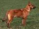 Jindo dog