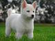 Jindo dog