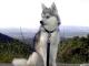 Kai  dog