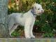 Lagotto Romagnolo dog