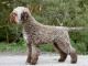 Lagotto Romagnolo dog
