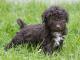 Lagotto Romagnolo dog