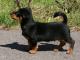 Lancashire Heeler dog