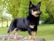 Lancashire Heeler dog