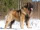 Leonberger dog