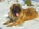 Leonberger dog