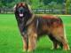 Leonberger dog