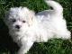 Malti Poo - Maltipoo dog