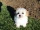 Malti Poo - Maltipoo dog